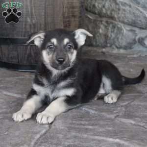 Mia, German Shepherd Puppy